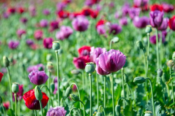 La junta de Myanmar admite «desafíos» en la lucha contra el cultivo de opio y la producción de metanfetamina – The Diplomat