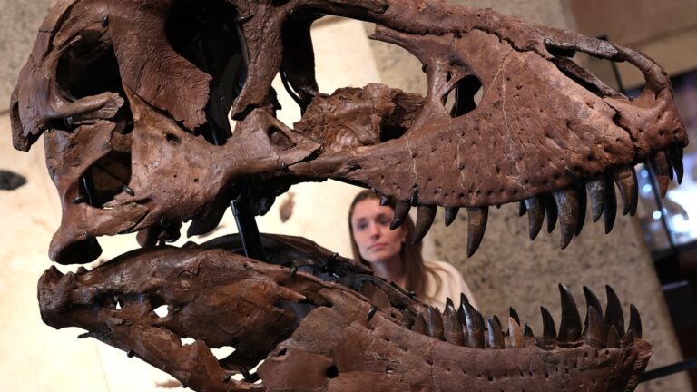 La riqueza tecnológica genera precios récord para huesos de dinosaurios, arte y relojes: expertos